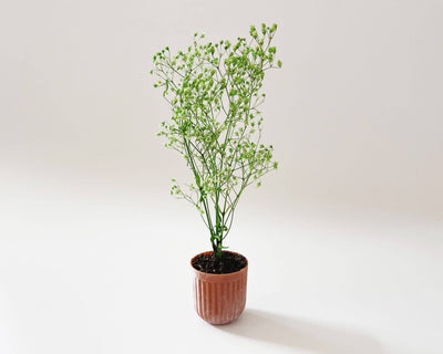 Miniature Potted Plant: Speckled Stone