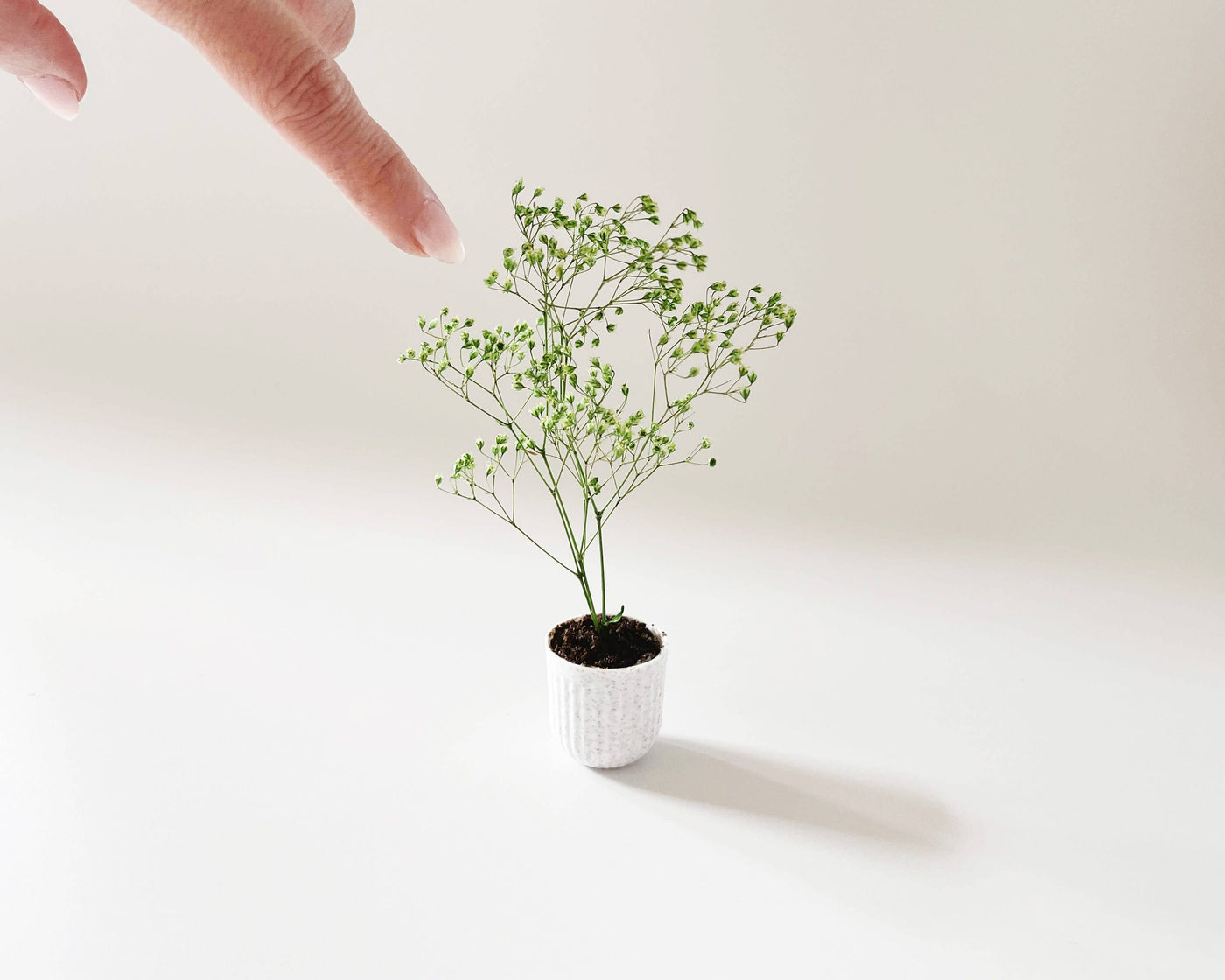 Miniature Potted Plant: Speckled Stone