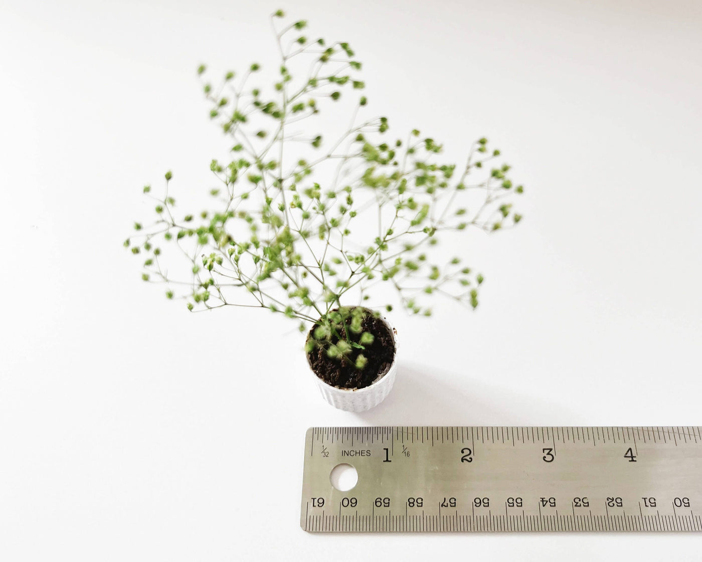 Miniature Potted Plant: Speckled Stone