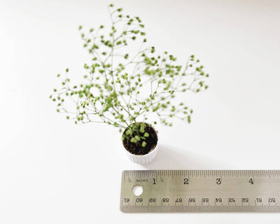 Miniature Potted Plant: Speckled Stone