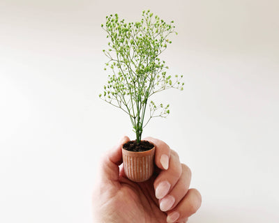 Miniature Potted Plant: Speckled Stone