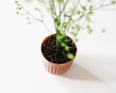 Miniature Potted Plant: Speckled Stone